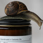 Pure Unscented Tallow Balm • Fragrance-Free Moisturizer for Sensitive Skin